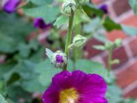 Dunkelviolette Stockrosen Blüte mit gelbem Kern